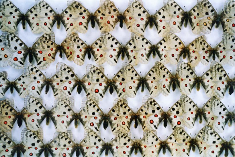 <p>Apollofalter – heute so gut wie ausgestorben, waren sie einst eine der häufigsten Schmetterlingsarten der Region. In der wissenschaftlichen Sammlung lagern sie und zahllose weitere Belege der früheren Lebensvielfalt des Ulmer Raums.</p>
